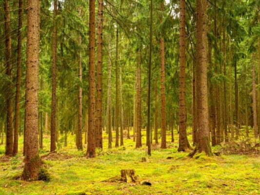 Wald 0208005